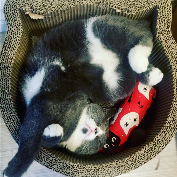 Meet your Posher, Susanna - Picture 5 of 5